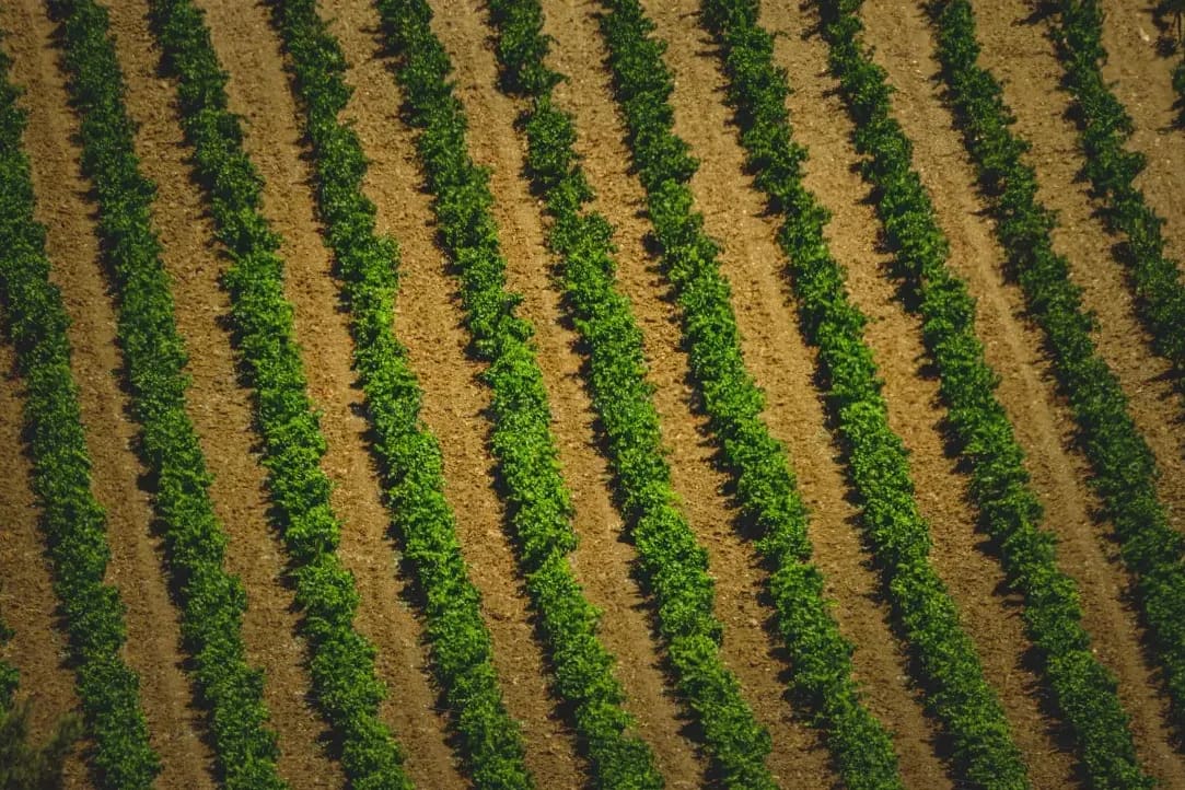 Campos de Levante 14