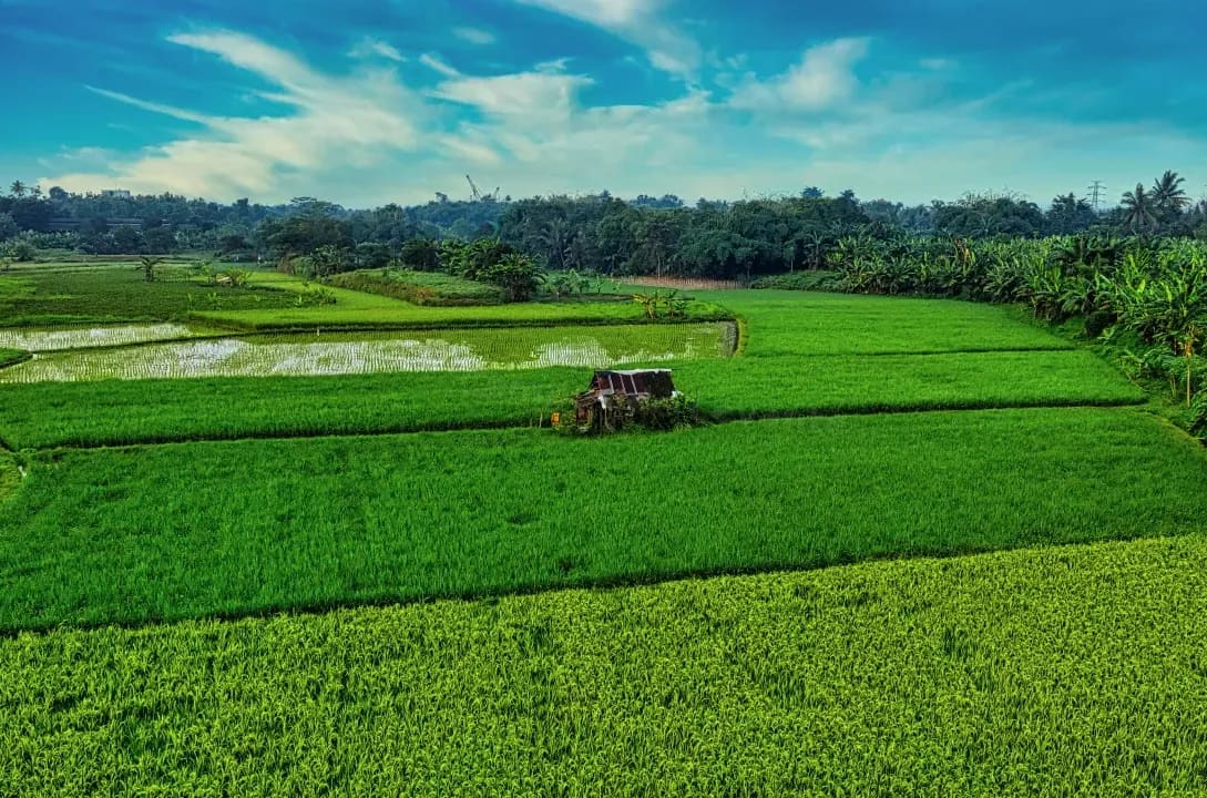 Campos de Levante 6
