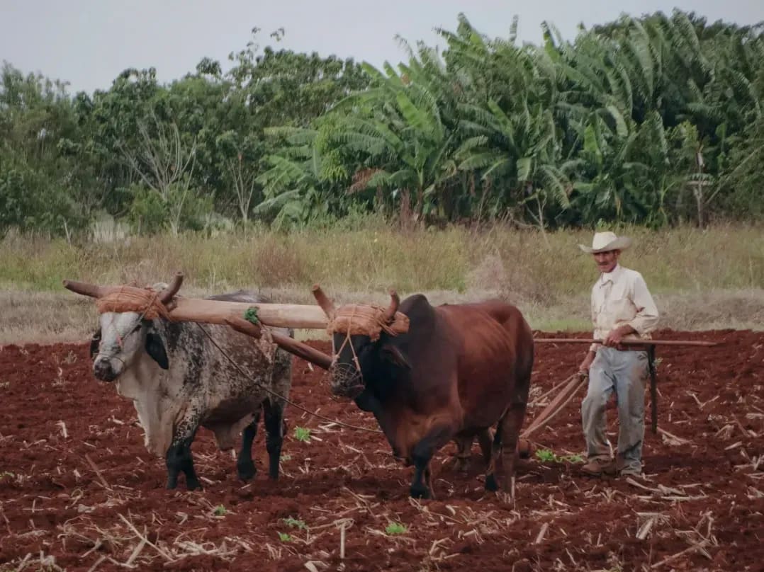 Mantenimiento de fincas y labores de campo