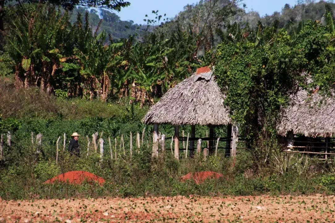 Cosecha, selección y preparación de producto